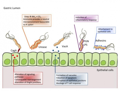 Fatores de virulência da Helicobacter pylori. Morales-guerrero, S. E., Mucito-varela, E., Aguilar-gutiérrez, G. R., Lopez-vidal, Y., & Castillo-rojas, G. (2001). The Role of CagA Protein Signaling in Gastric Carcinogenesis — CagA Signaling in Gastric Carcinogenesis.