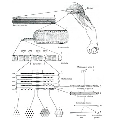 Sistema Muscular