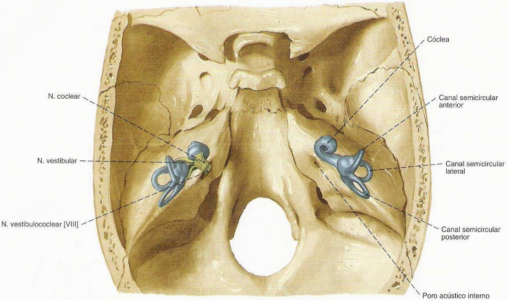 Sobotta – Atlas de Anatomia Humana. Volume 1 Cabeça, Pescoço e Extremidade Superior. 21.ed. Rio de Janeiro: Guanabara Koogan. 2000.