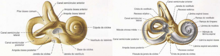 Sobotta – Atlas de Anatomia Humana. Volume 1 Cabeça, Pescoço e Extremidade Superior. 21.ed. Rio de Janeiro: Guanabara Koogan. 2000.