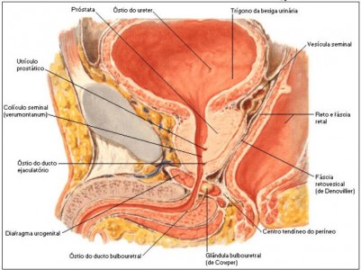 NETTER, FH. Atlas de Anatomia Humana. 2.ed. Porto Alegre: Artmed, 2000.