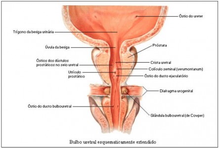 NETTER, FH. Atlas de Anatomia Humana. 2.ed. Porto Alegre: Artmed, 2000.