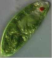 Euglena