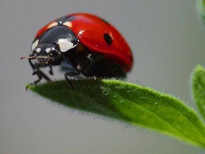 800px-Ladybird