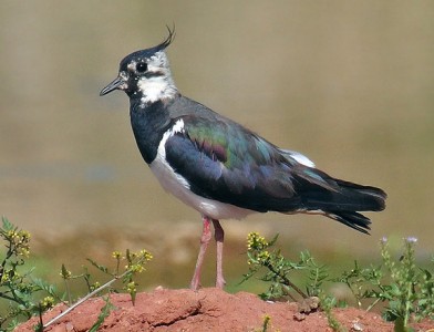 Northern_Lapwing_new