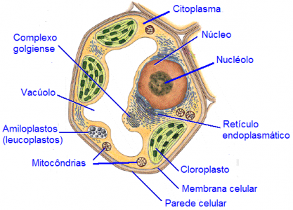 celula-vegetal