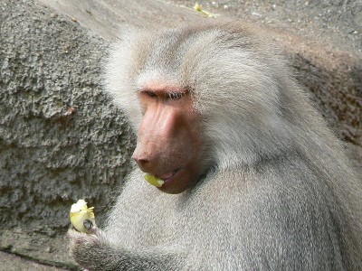 800px-Papio_hamadryas_eating_an_apple