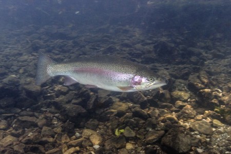 Oncorhynchus mykiss Fonte: Jovana Milanko