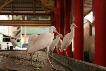 1024px-Bubulcus_ibis_Victoria_2