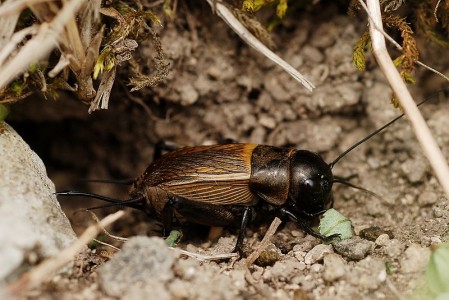 Gryllus campestris (fêmea). Fonte: Gilles San Martin