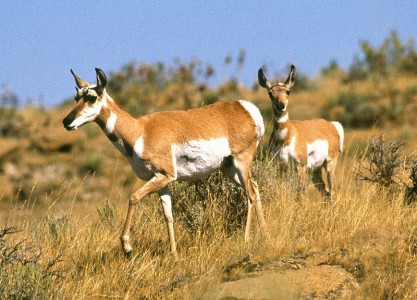 800px-Pronghorn_antelope