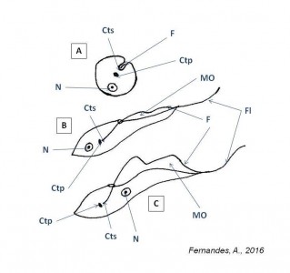 Fig.1. Desenhos esquemáticos das principais formas do género Trypamosoma. A- amastigota; B- epimastigota; C- tripanomastigota. Legenda: cinetoplasto (ctp): cinetossoma (cts); flagelo (F); flagelo livre (Fl); núcleo (N); membrana ondulante (MO)