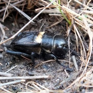 Gryllus campestris (macho) Fonte: Francisco Barros