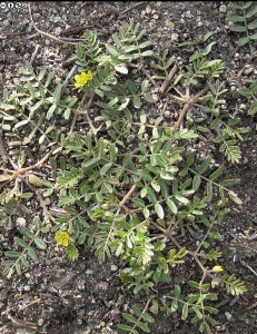 Tribulus terrestris  Fonte: João Almeida