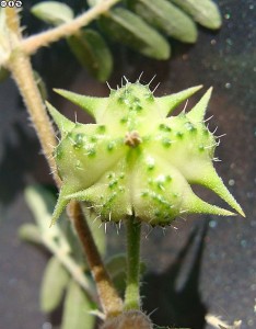 Fruto da Tribulus terrestris Fonte: Susana Tápia