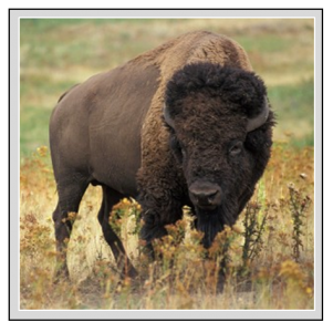 bison-sp-bisonte-01