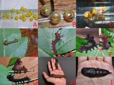 Desenvolvimento da Eacles imperialis desde o ovo (A e B) até à pupa (I), mostrando os diferentes instares: C e D - 1º instar; E – 2º instar; F – 3º instar; G – 4º instar e H – 5º instar. Fonte: TheAlphaWolf / Wikimedia Commons