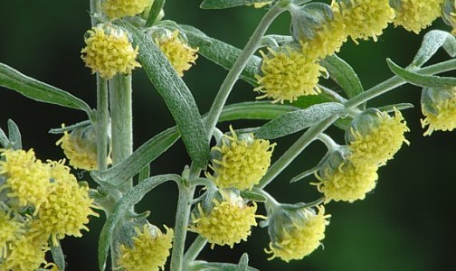 Flores de Artemisia absinthium. Fonte: Arnold