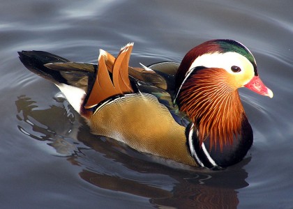 800px-Mandarin.duck.arp