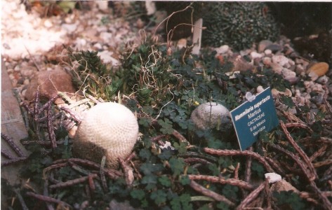 cactaceae