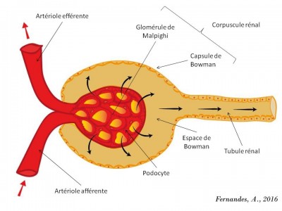 Filtração glomerularFR