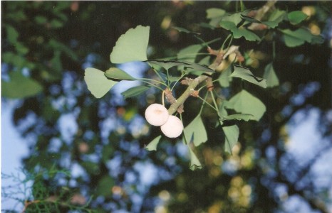 Ginkgo biloba 