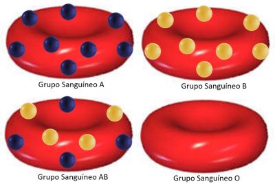 Grupos Sanguíneos