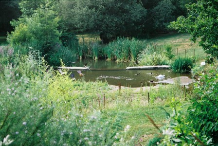 Lago com patos