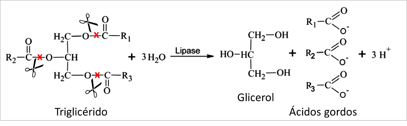 Figura 1 – reação de hidrólise catalisada pela lipase. Adaptado de Lasoń & Ogonowski (2010).