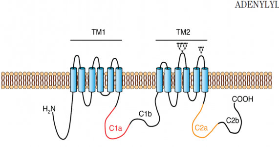 Figura 2 – Estrutura da adenilato ciclase. Adaptado de Willoughby & Cooper (2007).