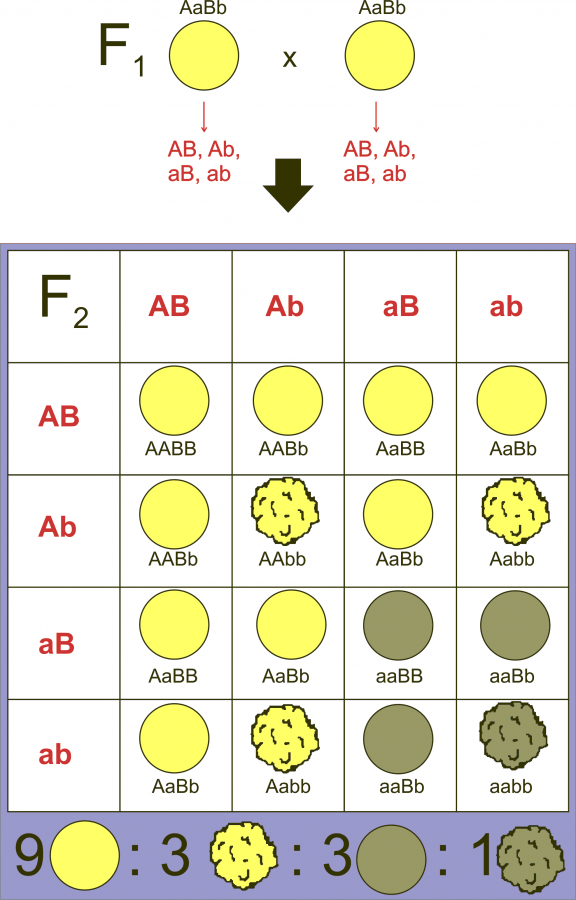 Mendel_3b_miguelferig