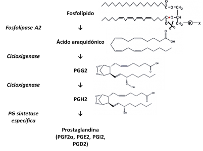 Figura 2 – Reações de biossíntese das prostaglandinas a partir do ácido araquidónico 