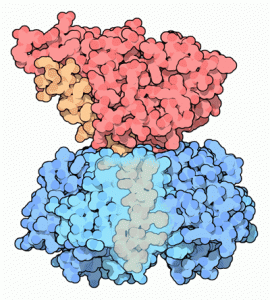 Representação tridimensional da toxina colérica (Goodsell, D., 2005)