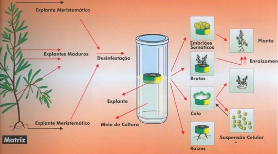 clonagem de plantas ib usp