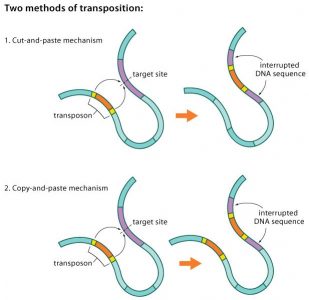 transposons broadinstitute