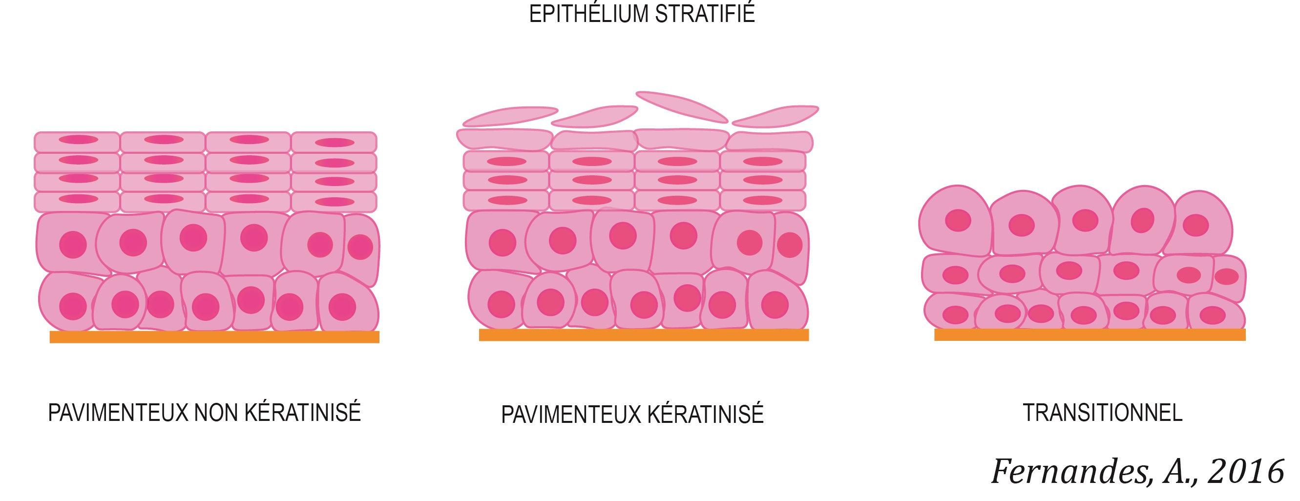 epitelio-estratificado-fr