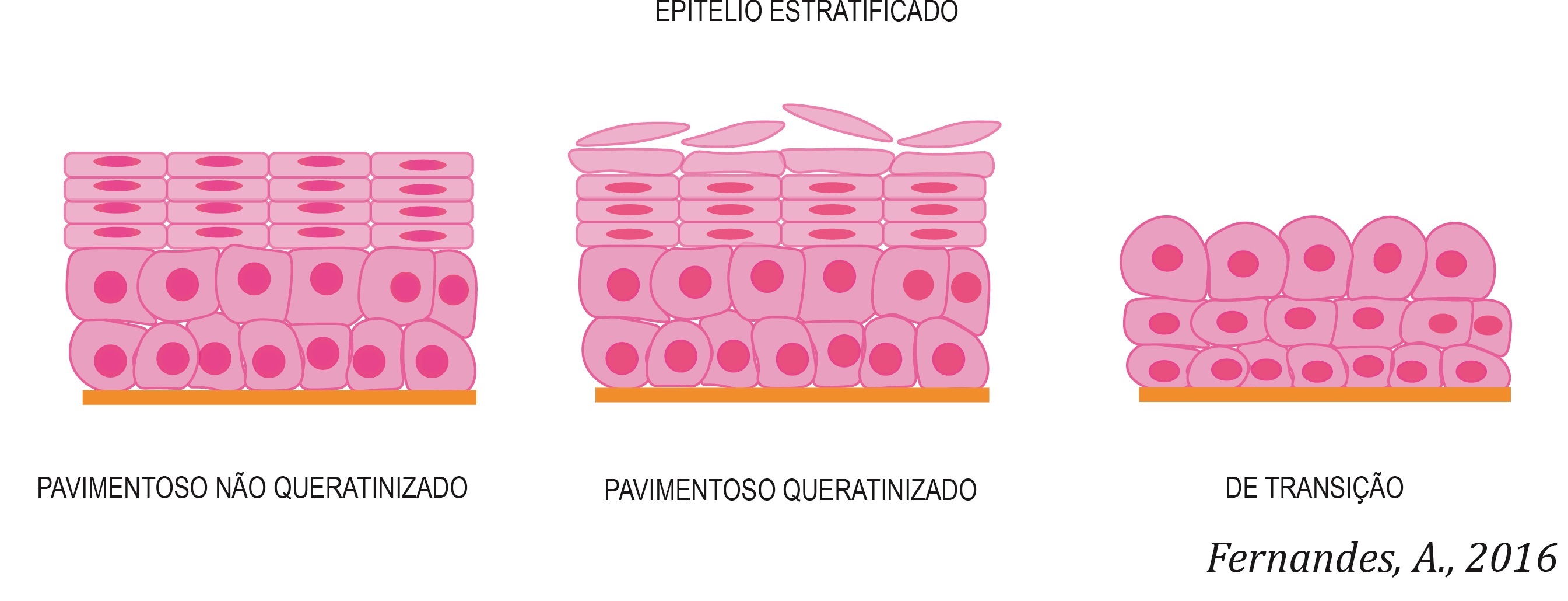 epitelio-estratificado-pt
