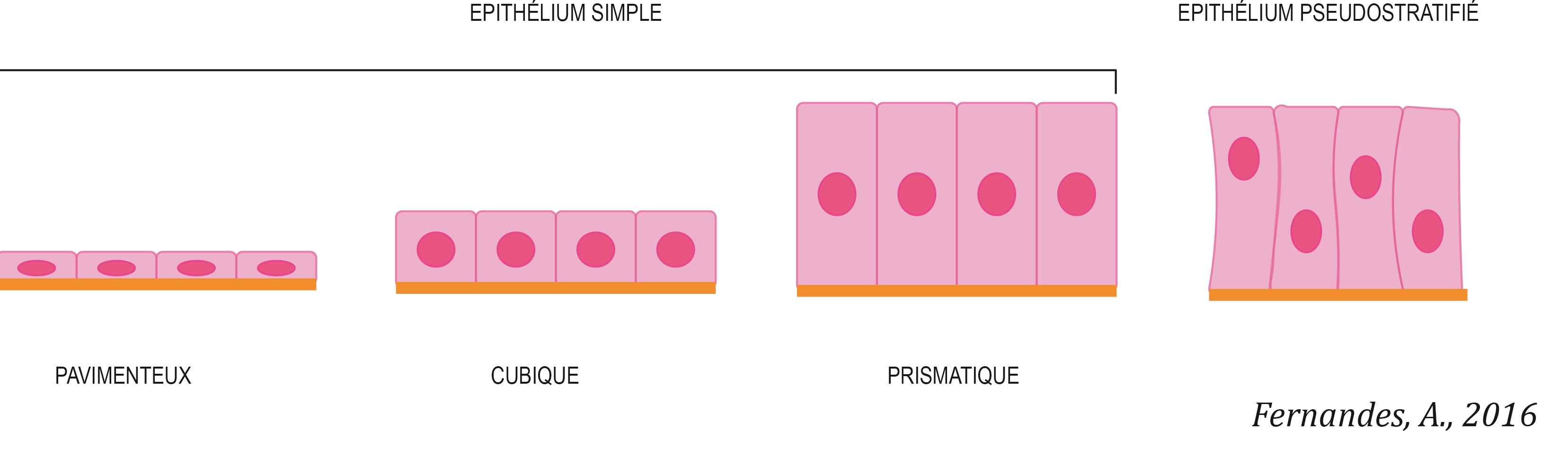 epitelio-simples-fr