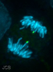 Cromátides irmãs separadas a migrarem para polos opostos da célula durante a Anafase (imagem de microscopia de fluorescência).