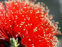 Myrtaceae