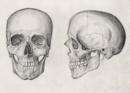 pencil_drawing_of_a_human_skull_by_mrpete103-d5jwppa