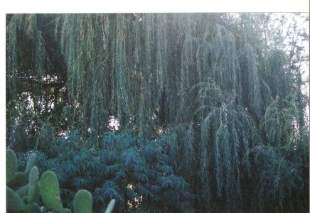 Salix x sepulcralis 