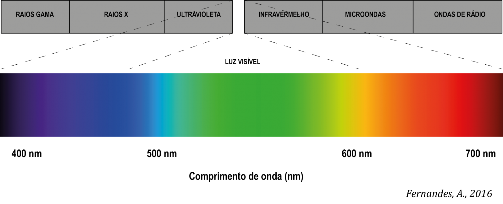 Espetro de Luz Visível