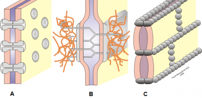 Figura 1 - Imagem esquemática ilustrando os diferentes tipos de junções celulares. A) junção comunicante; B) junção de ancoragem; C) junção de oclusão.