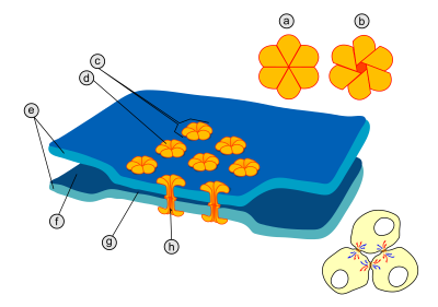 Imagem esquemática ilustrativa de uma junção comunicante. a) aberto; b) fechado; c) conexon; d) monómero de conexina; e) membrana plasmática; f) espaço intercelular; g) espaço de 2 a 4nm; h) canal hidrofílico.