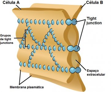 Figura 1 - Imagem esquemática ilustrativa das junções de oclusão (tight junction).