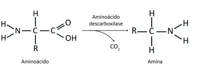 aminoacidos-descarbox