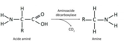 aminoacidos-descarboxfr