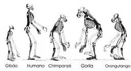 Os esqueletos de diferentes tipos de hominídeos 