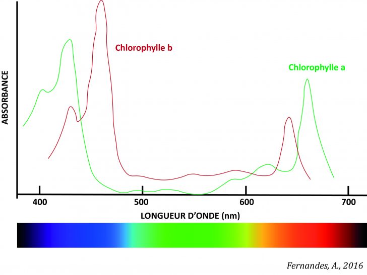 espectro-clorofilasfr